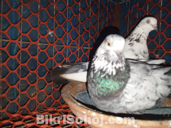 এক জোড়া ডিম পারা কবুতর বিক্রি হবে